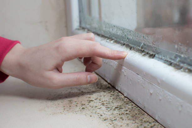 Best Airborne Mold Testing  in Radisson, NY
